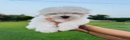 Maltese cani in vendita: Cuccioli di Maltese a Provincia di Frosinone - Annuncio 6