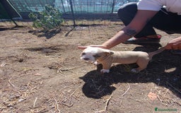 American Bully cani in vendita: American bully pocket  - Immagine 3