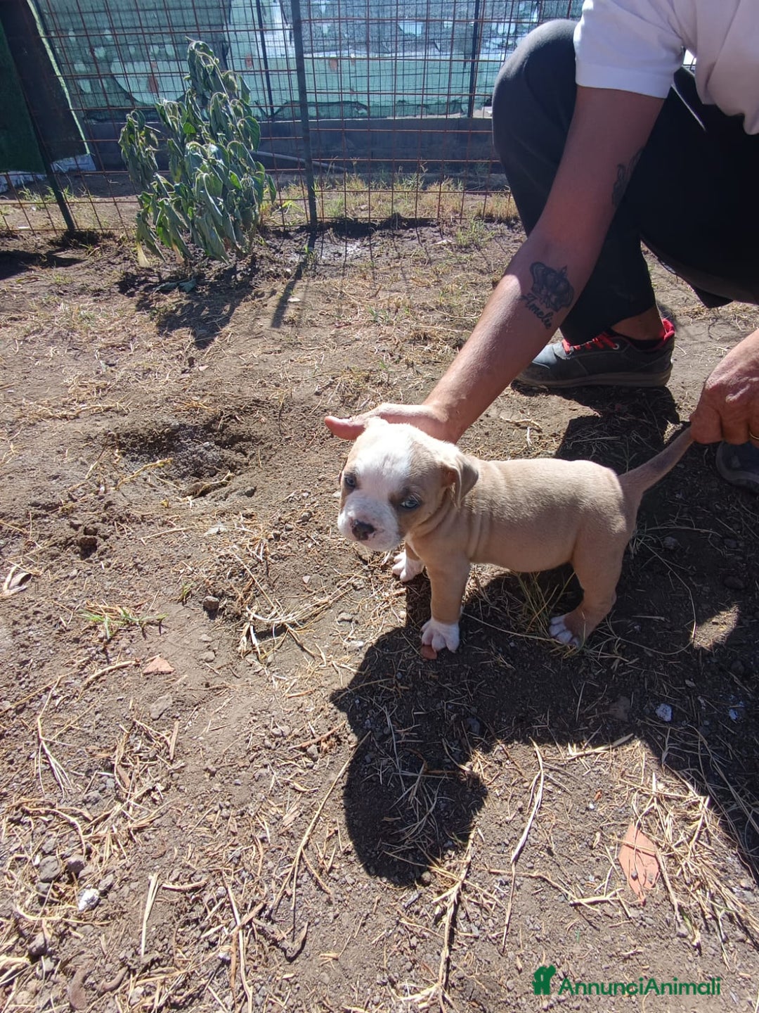 American Bully cani in vendita: American bully pocket  - Immagine 3