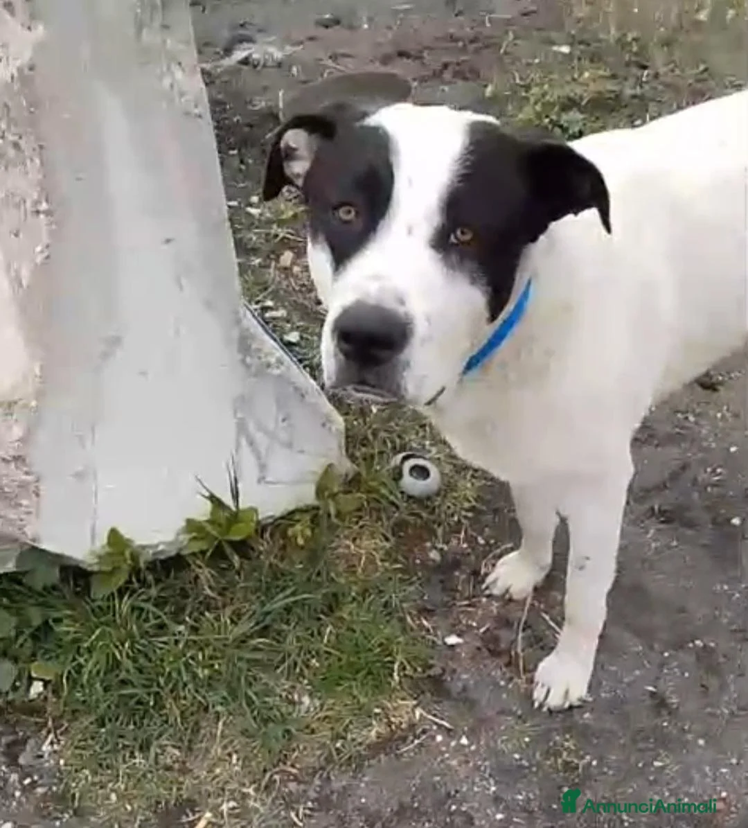 Meticcio cani in regalo: Molossino 1anno era libero..finito in canileNAPOLI - Annuncio 1