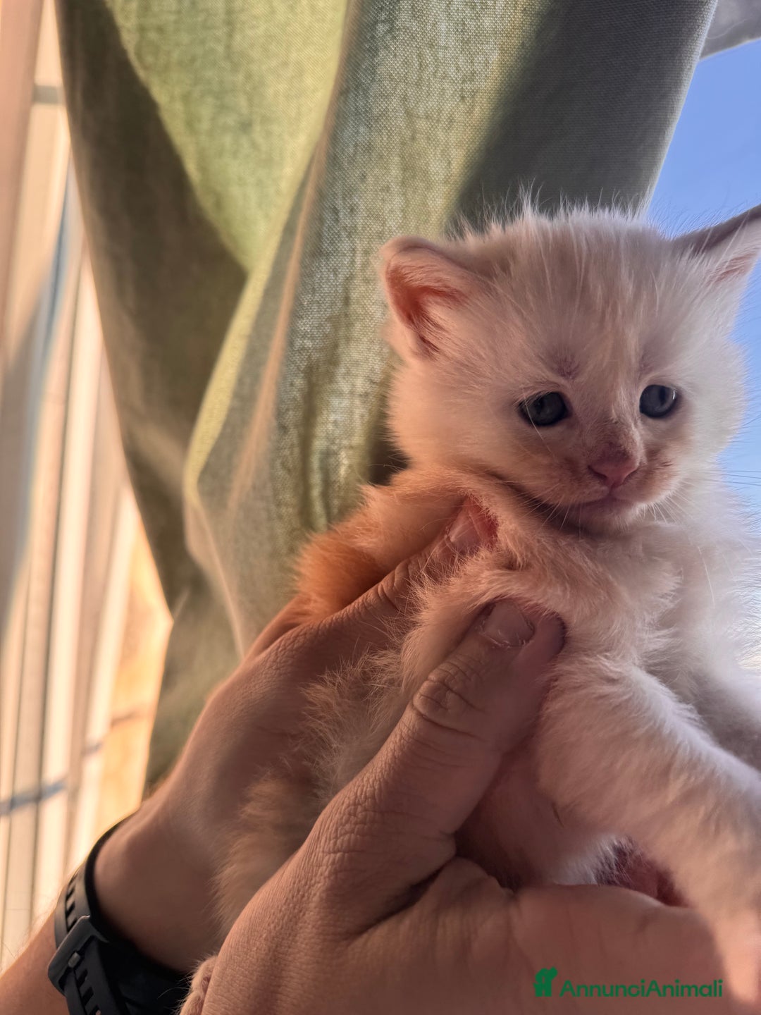 Maine Coon gatti in vendita: Cucciolo Maine Coon- pedigree AFSI - Annuncio 3