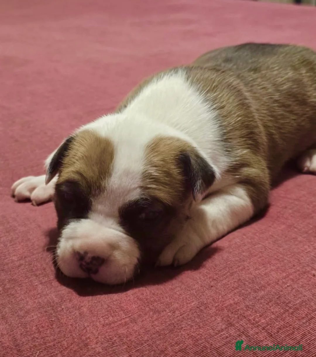American Staffordshire cani in vendita: Cuccioli di amstaff disponibili - Annuncio 2