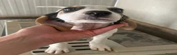Meticcio cani in regalo: LA PICCOLA E TENERA SELENE - Annuncio 7