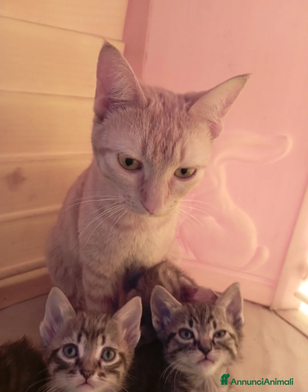 Meticcio gatti in regalo: Gattini - Annuncio 2