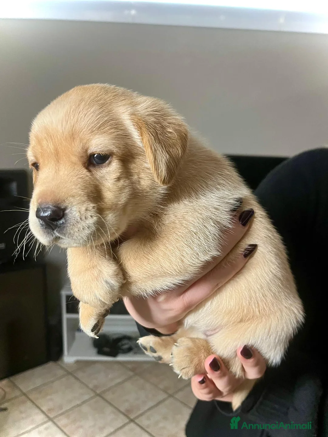 Labrador cani in vendita: LABRADOR felicità A 4 ZAMPE - Annuncio 6