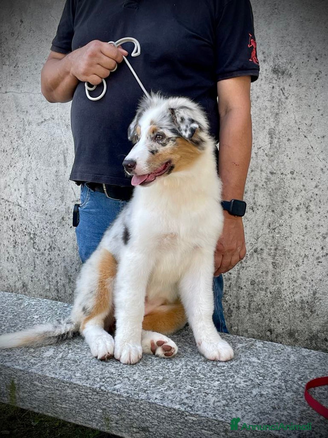 Australian Shepherd cani in vendita: Australian Shepherd a Provincia di Varese - Immagine 2
