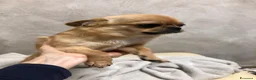 Chihuahua cani in vendita: Chihuahua pelo corto - Annuncio 8