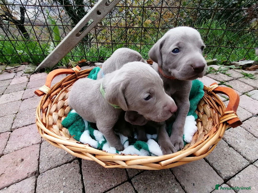 Weimaraner cani in vendita: Cuccioli weimaraner  - Annuncio 5