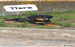 Meticcio cani in regalo: TIARA cucciola dolce a Città Metropolitana di Bologna - Immagine 1