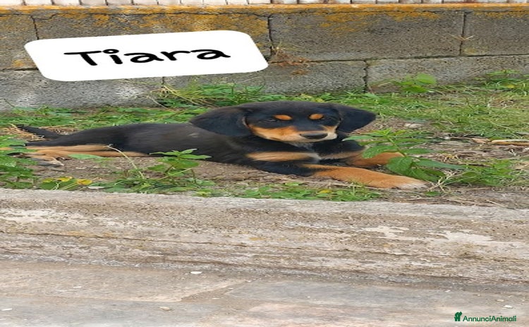 Meticcio cani a Città Metropolitana di Bologna - Annuncio 2
