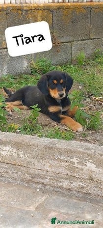 Meticcio cani a Città Metropolitana di Bologna - Annuncio 1