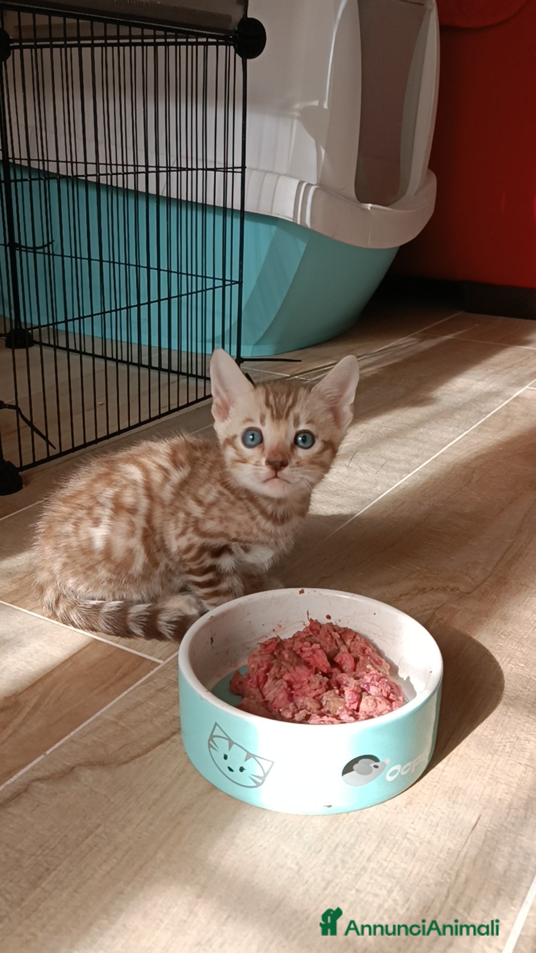 Bengala gatti in vendita: Cuccioli di Bengal in standard Snow Mink  - Annuncio 6