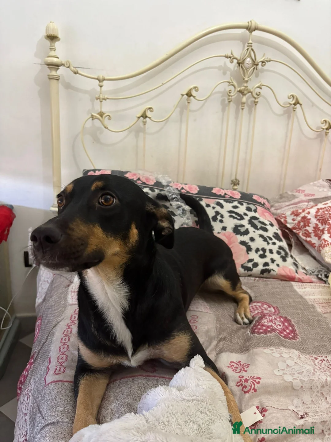 Meticcio cani in regalo: Regalo cucciola di miticcio a Città metropolitana di Catania - Annuncio 2