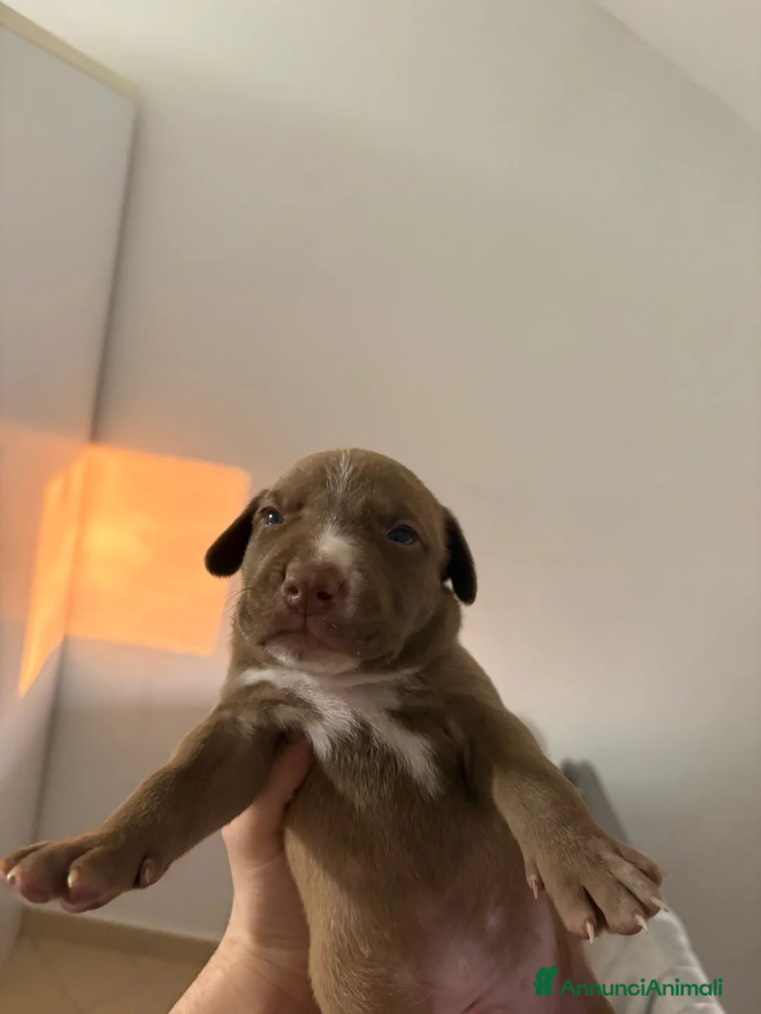 Pitbull cani in regalo: Pitt bull blue nose  a Provincia di Reggio Emilia - Annuncio 2