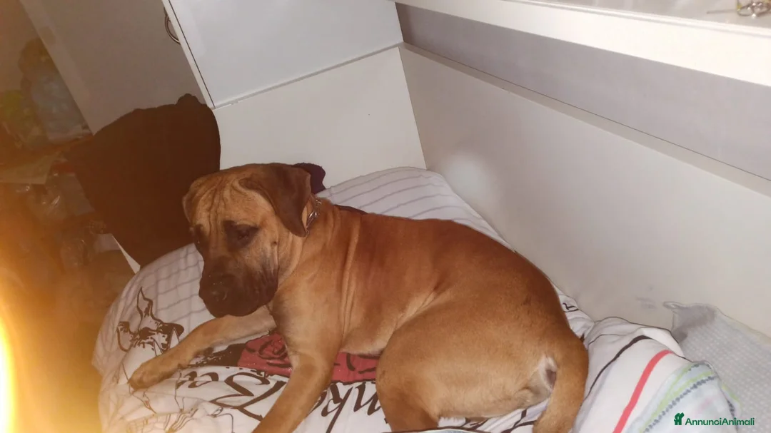 Presa Canario cani per accoppiamento: Bruno, presa canario  a Città Metropolitana di Torino - Annuncio 2
