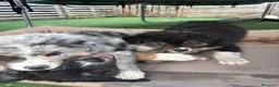 Australian Shepherd cani in vendita: CUCCIOLI DI PASTORE AUSTRALIANO CON PEDIGREE - Annuncio 4