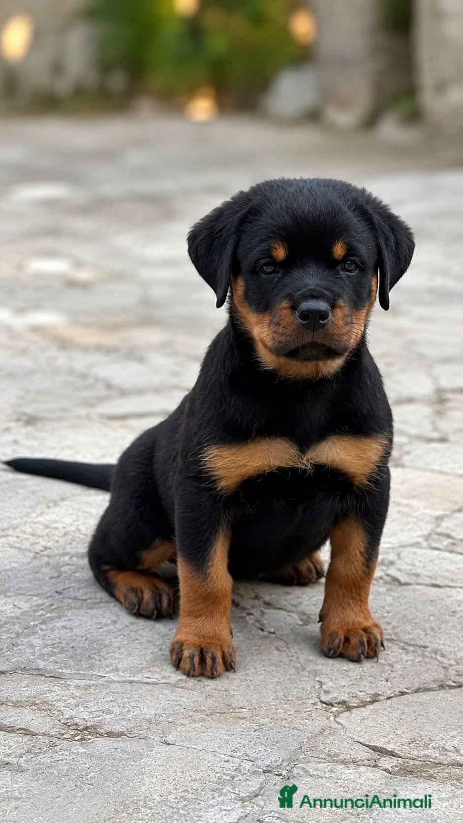 Rottweiler cani Rottweiler alta genealogia  - Annuncio 5