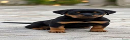 Rottweiler cani in vendita: Rottweiler alta genealogia  - Annuncio 1