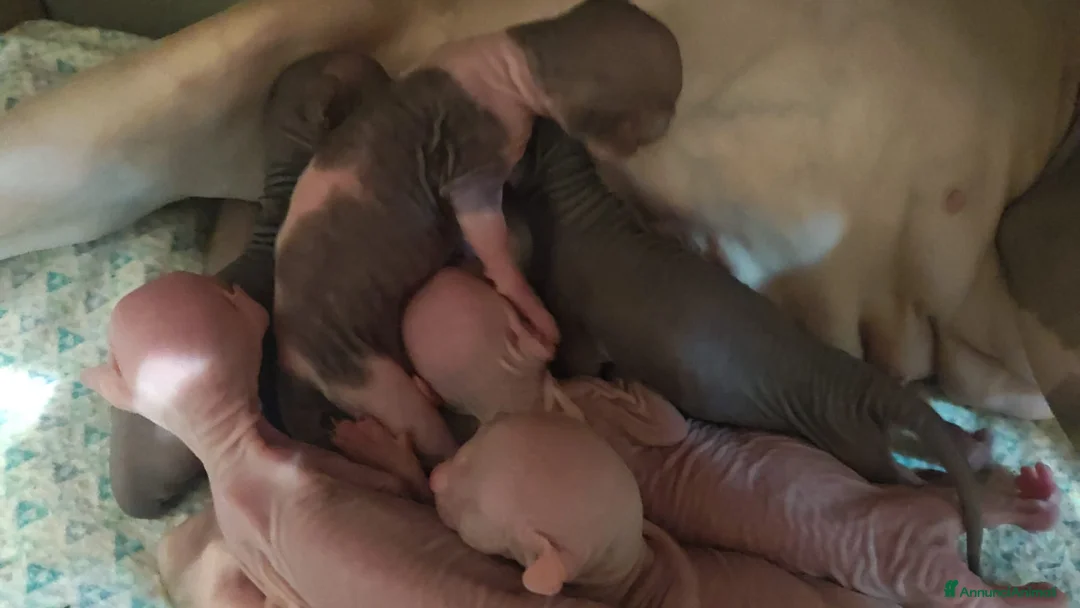 Sphynx gatti in vendita: Cuccioli Sphynx - Annuncio 14