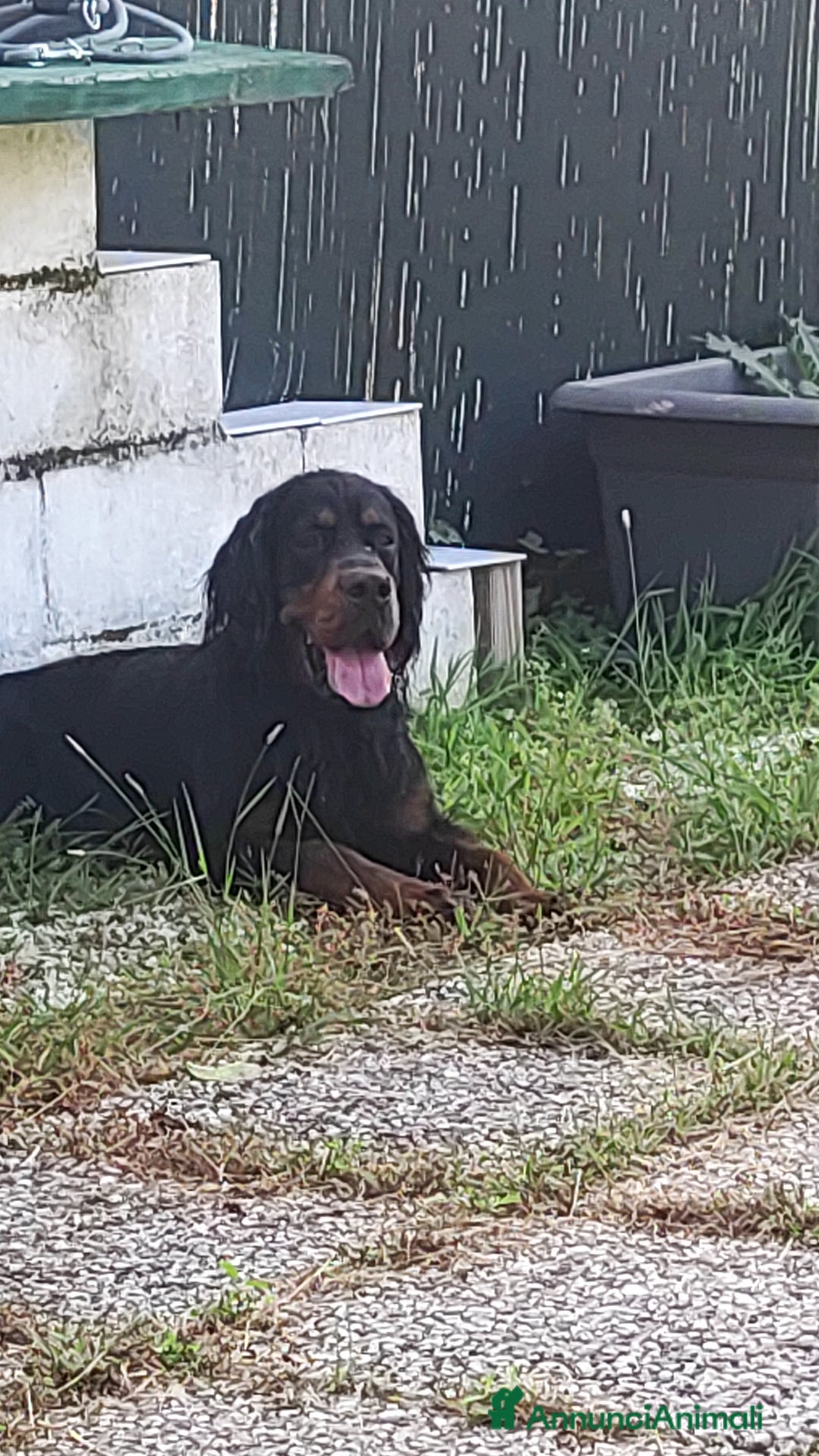 Setter Gordon cani in vendita: Cuccioli di Setter Gordon - Annuncio 5