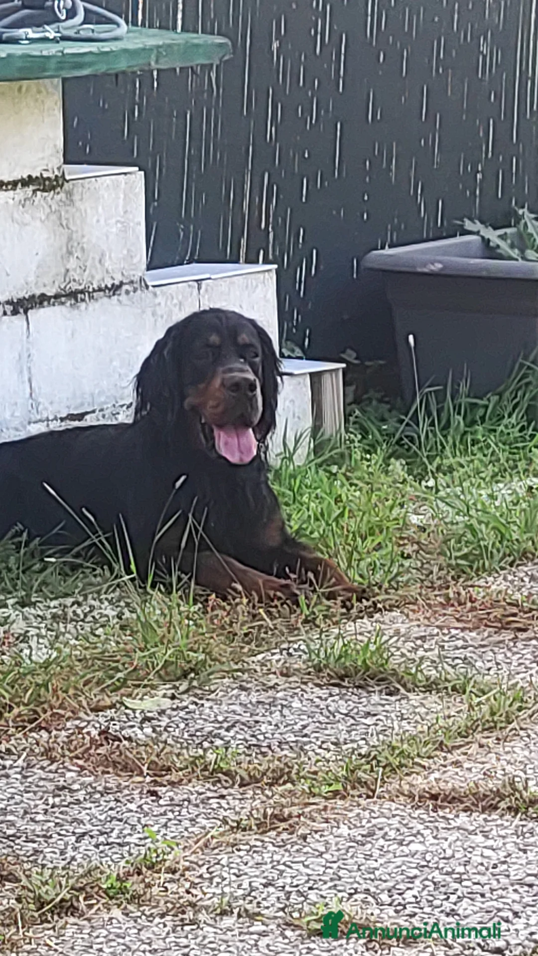 Setter Gordon cani in vendita: Cuccioli di Setter Gordon - Annuncio 5