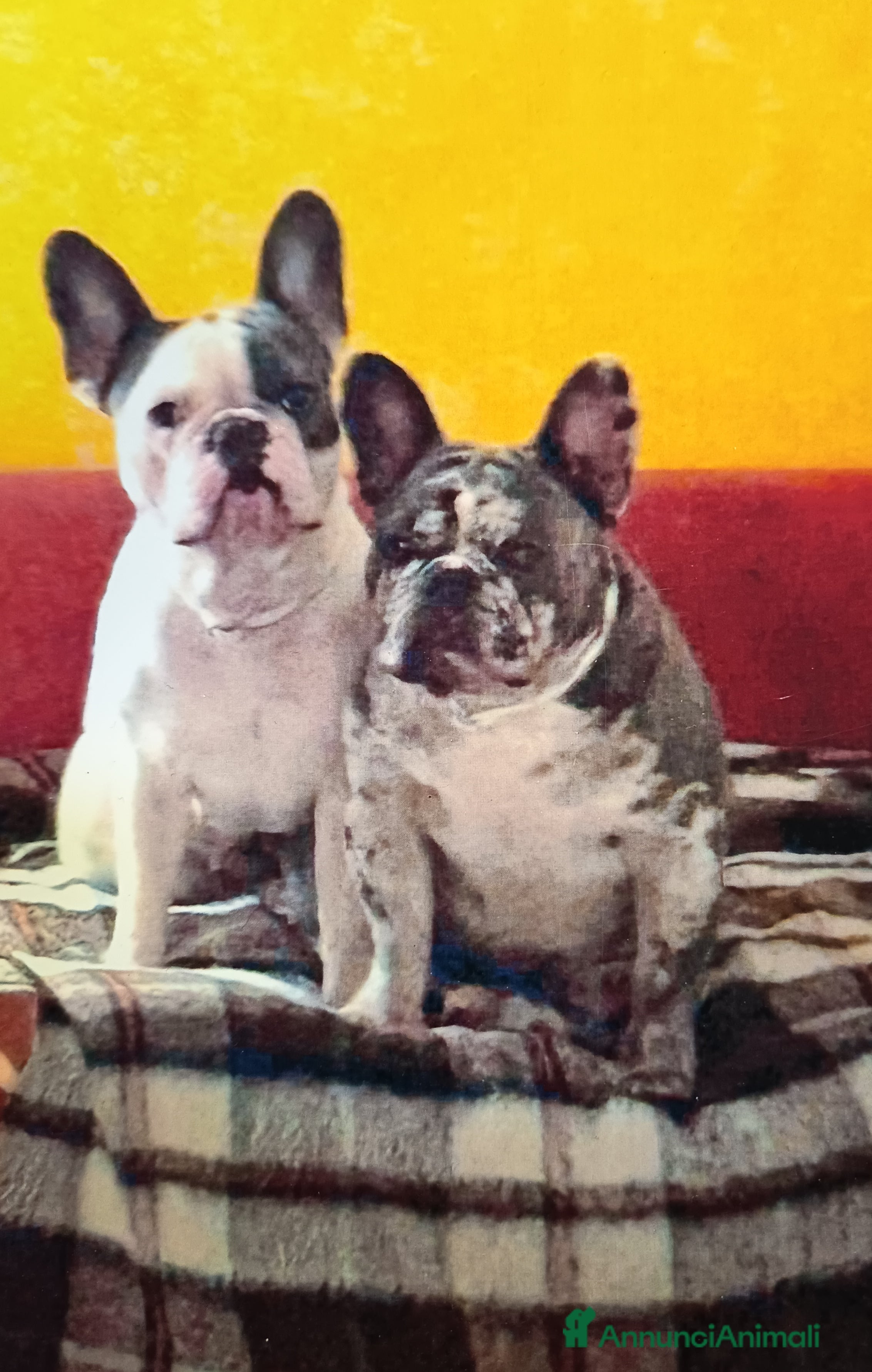 Bulldog Francese cani 2 Bulldog francesi a Provincia di Modena - Annuncio 1