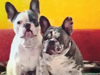 Bulldog Francese cani 2 Bulldog francesi a Provincia di Modena - Annuncio 9