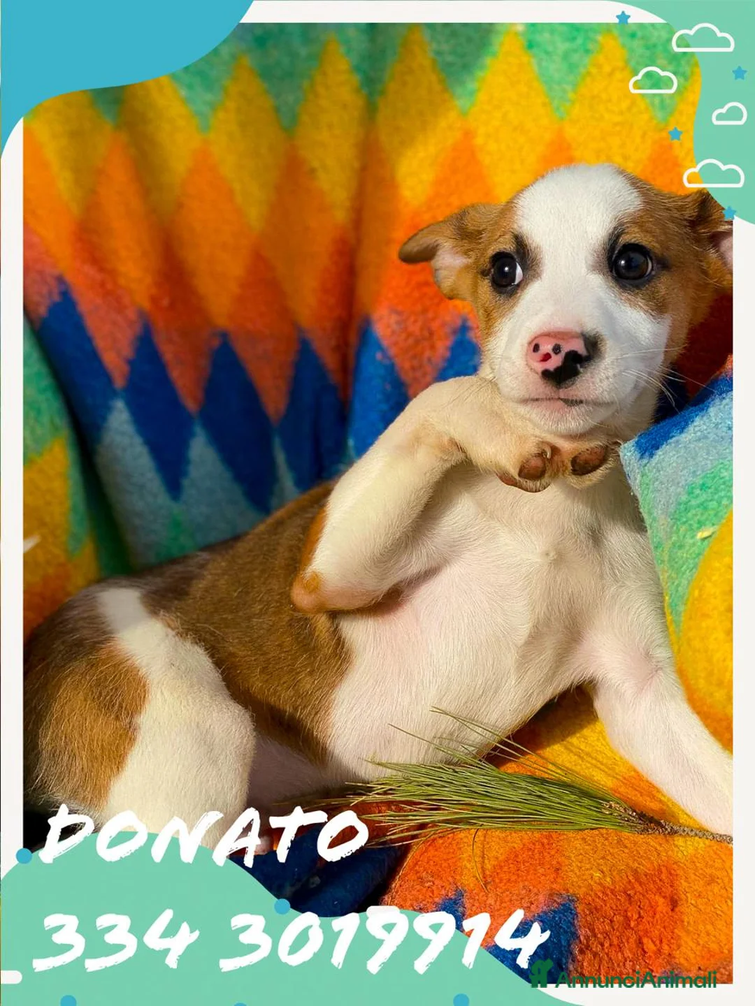 Meticcio cani in regalo: DONATO 💙 -cucciolo.Come non riempirlo di coccole? a Provincia di Asti - Annuncio 1