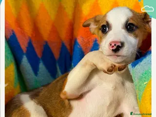 Meticcio cani DONATO 💙 -cucciolo.Come non riempirlo di coccole? a Provincia di Asti - Annuncio 4