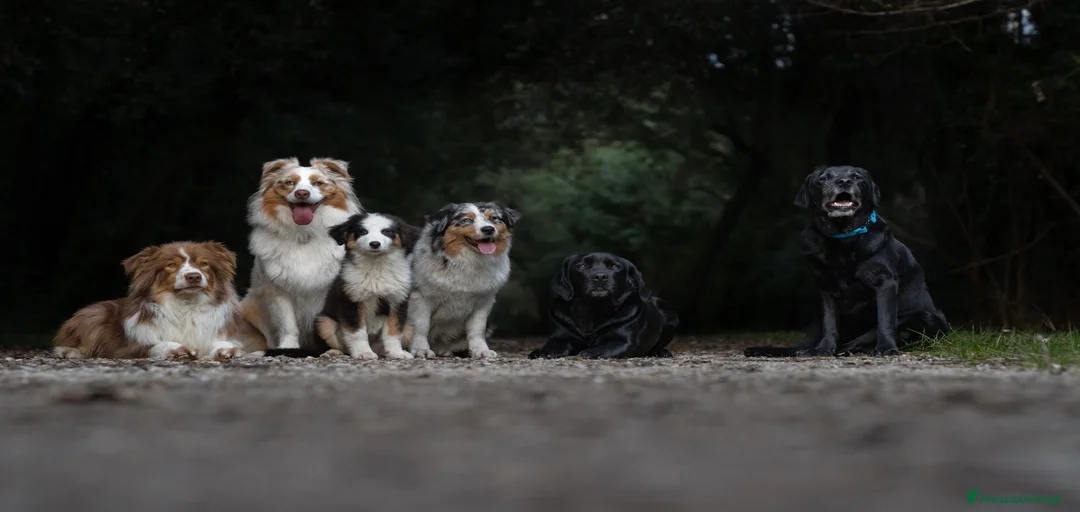 Immagine della galleria {{count}}