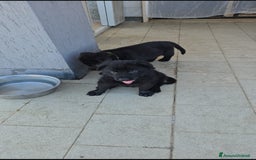Pastore Tedesco cani in vendita: Disponibili cuccioli di pastore tedesco nero a Provincia di Matera - Immagine 2