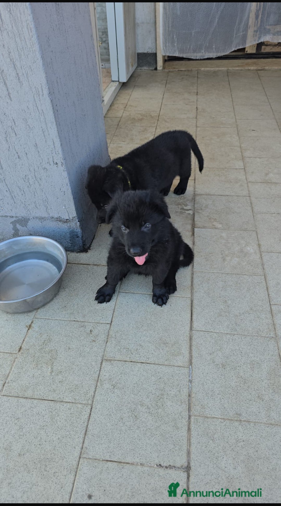 Pastore Tedesco cani in vendita: Disponibili cuccioli di pastore tedesco nero a Provincia di Matera - Immagine 2