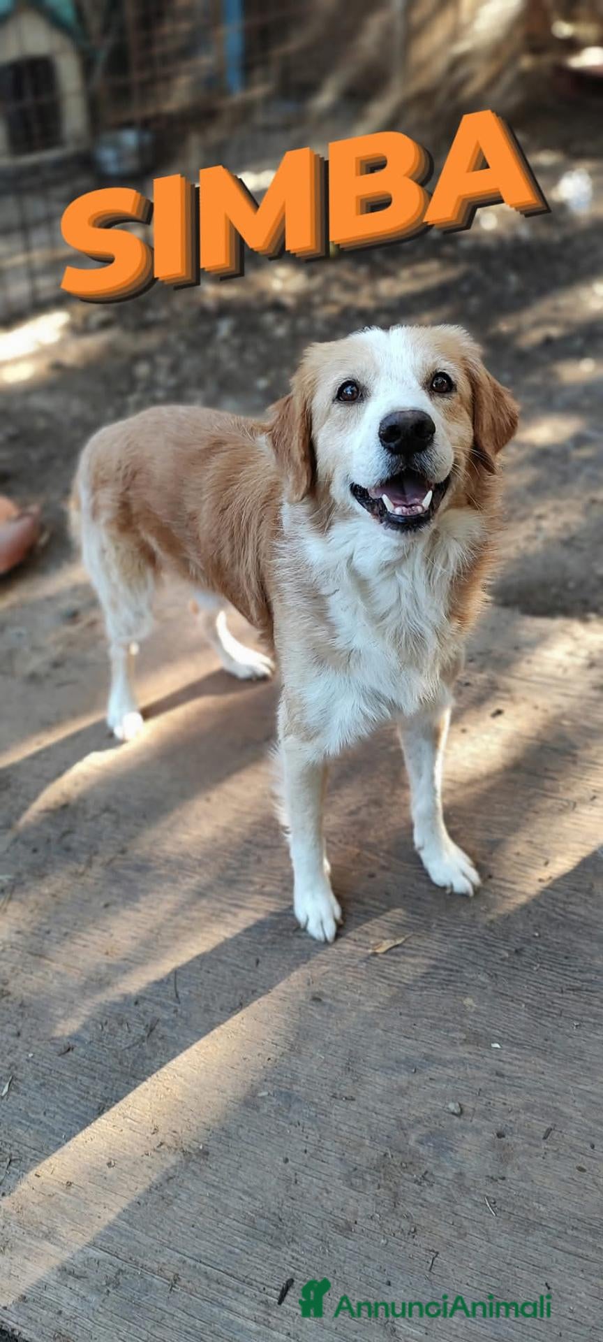 Meticcio cani Simba cagnolino spettacolare cerca famiglia - Annuncio 37