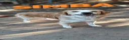 Meticcio cani in regalo: Simba cagnolino spettacolare cerca famiglia a Città metropolitana di Milano - Annuncio 1