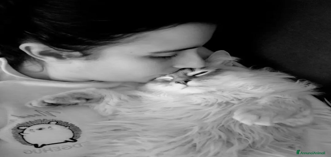 Immagine della galleria {{count}}