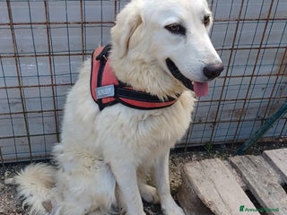 Meticcio cani IL DOLCE LUCKY - Annuncio 37