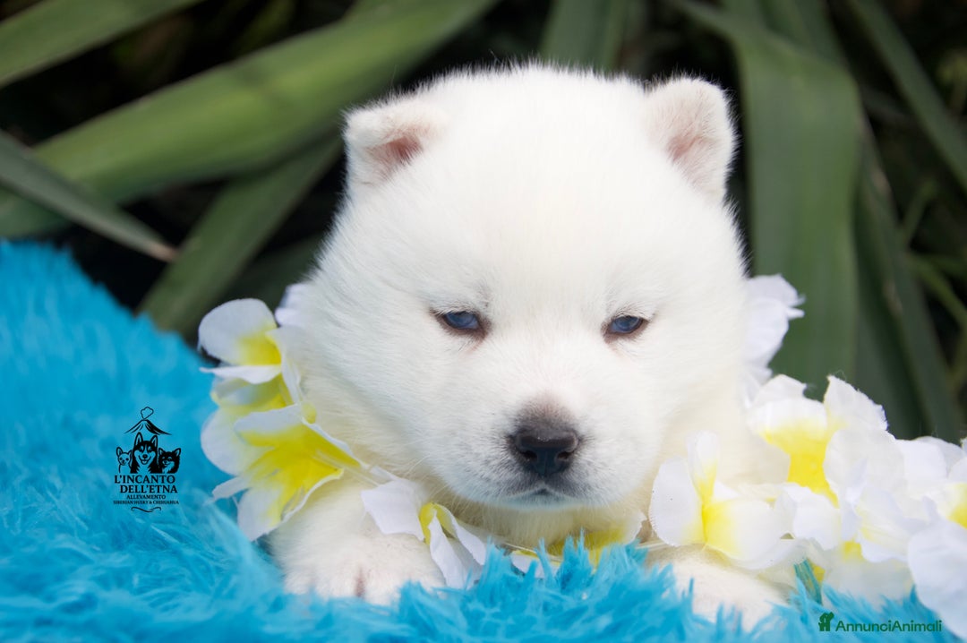 Husky cani in vendita: Siberian Husky cuccioli total white linea russa - Annuncio 3