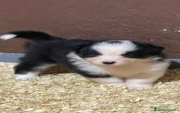 Australian Shepherd cani in vendita: Pastore australiano  a Città Metropolitana di Torino - Immagine 4