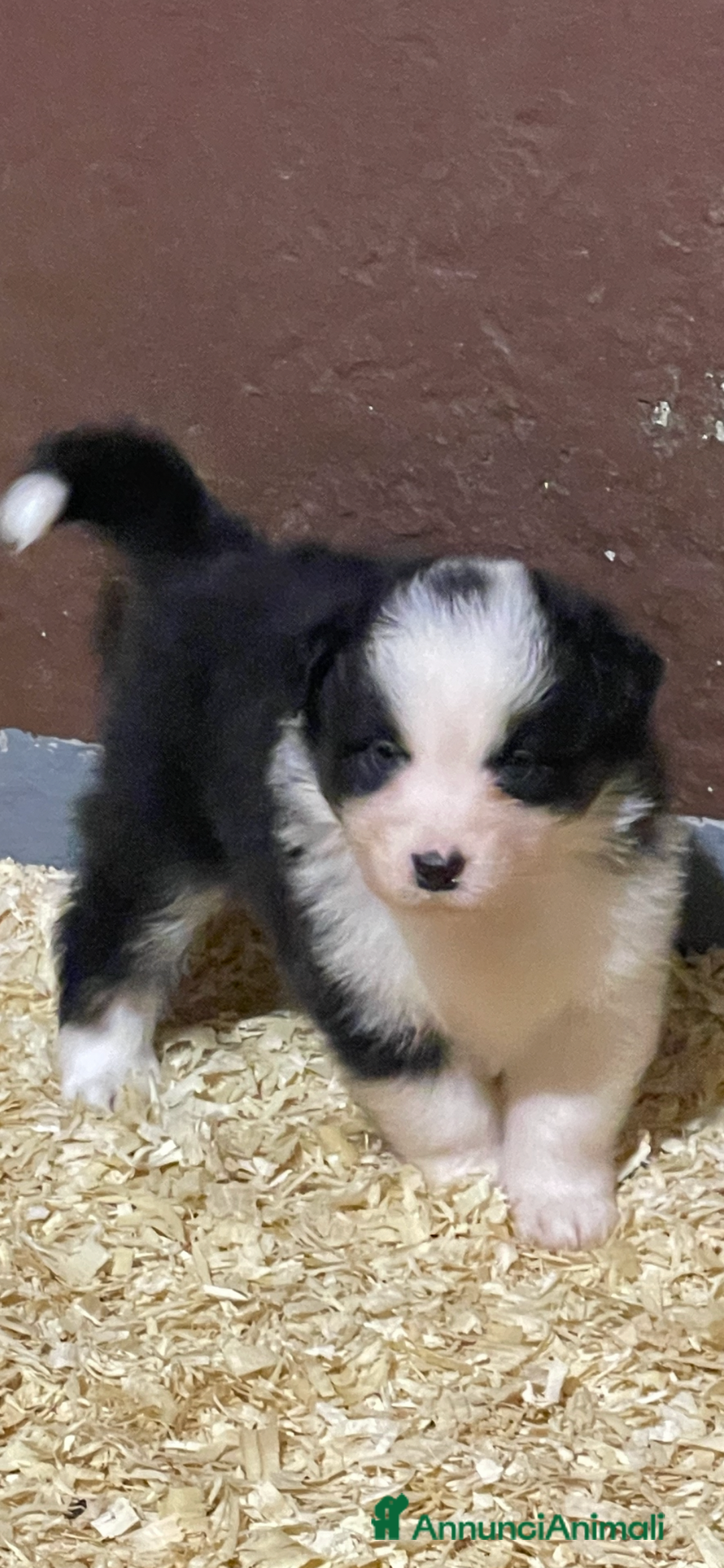 Australian Shepherd cani in vendita: Pastore australiano  a Città Metropolitana di Torino - Immagine 4