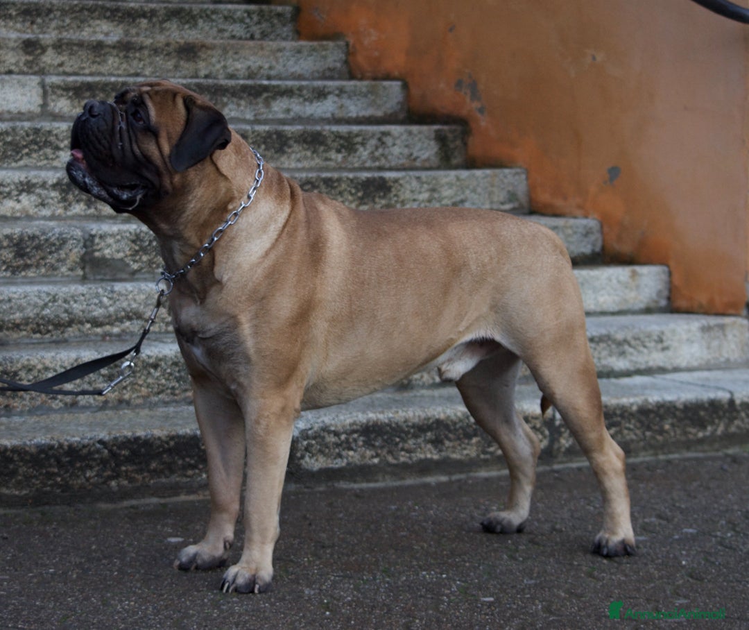 Bullmastiff cani per accoppiamento: Stallone disponibile - Annuncio 10