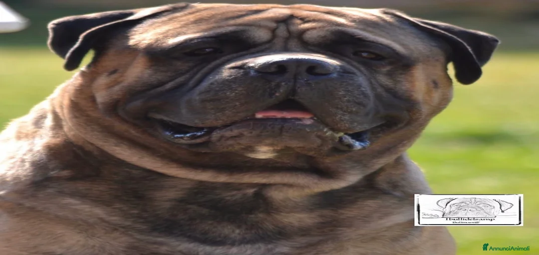 Immagine della galleria {{count}}