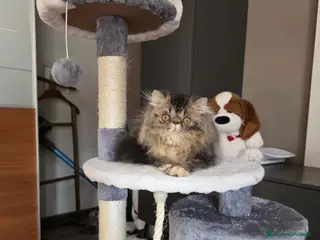 Persiano gatti Gatti persiani - Annuncio 28