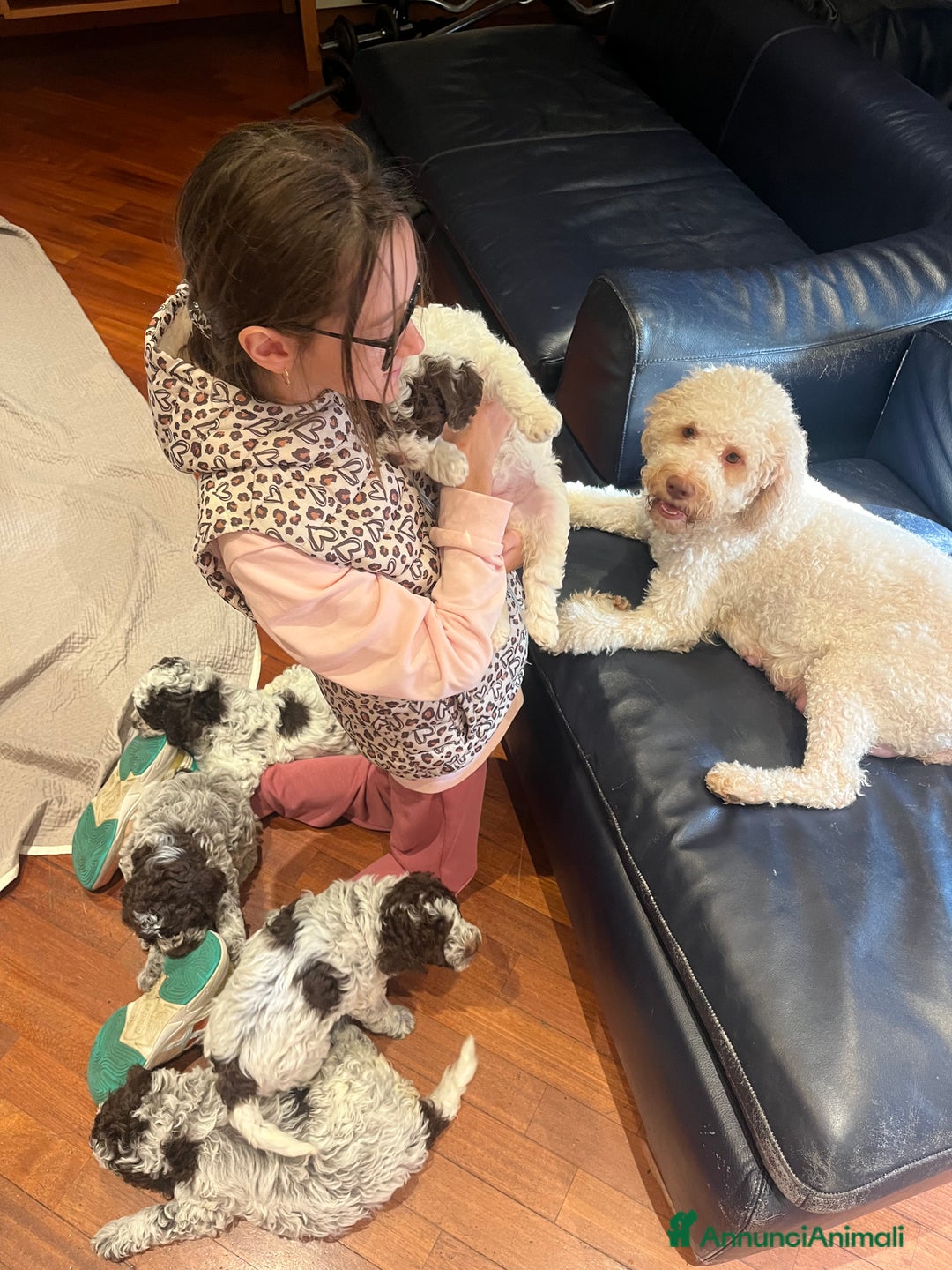 Lagotto cani in vendita: Cucciolo di Lagotto  - Annuncio 4