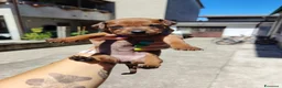Pinscher Miniatura cani in vendita: Cuccioli Pinscher nano  - Annuncio 15