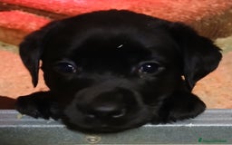 Labrador cani in vendita: Labrador chocolate  neri e miele  a Province of Verona - Immagine 5