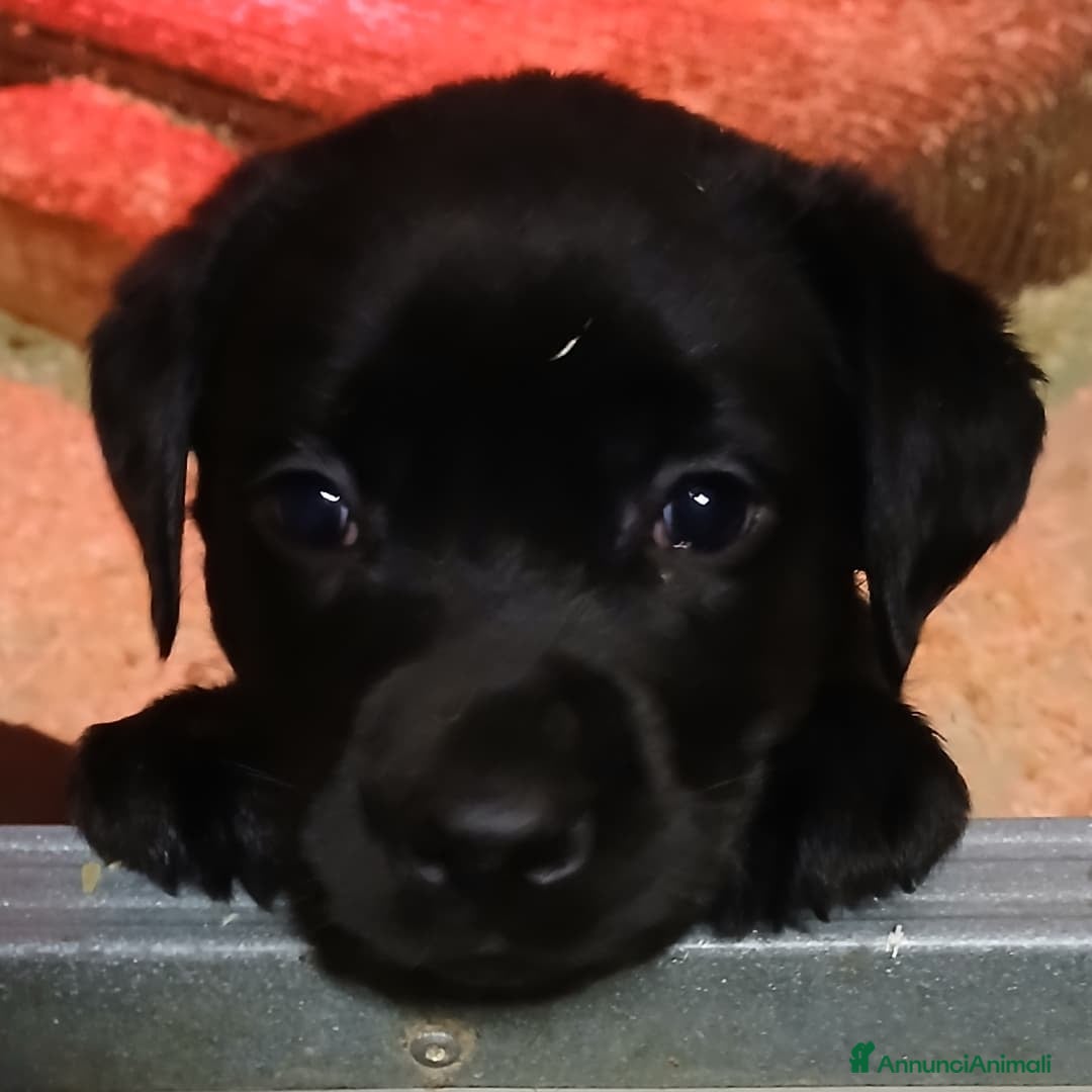 Labrador cani in vendita: Labrador chocolate  neri e miele  a Province of Verona - Immagine 5