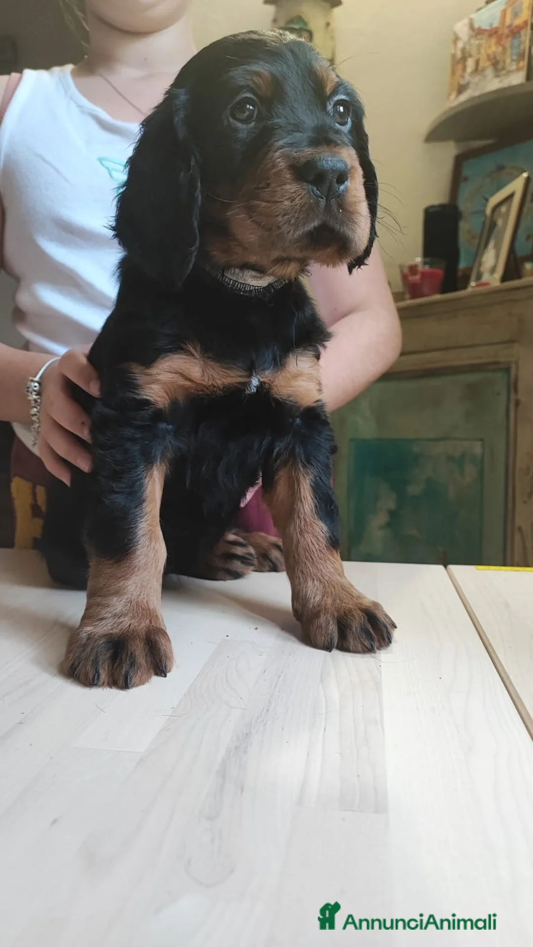 Setter Gordon cani in vendita: Setter Gordon  - Annuncio 17