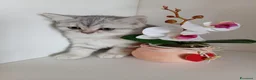 Scottish gatti in vendita: Cuccioli Scottish  - Annuncio 11