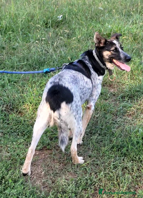 Meticcio cani Splendida meticcia - DIVY a Città metropolitana di Milano - Annuncio 2
