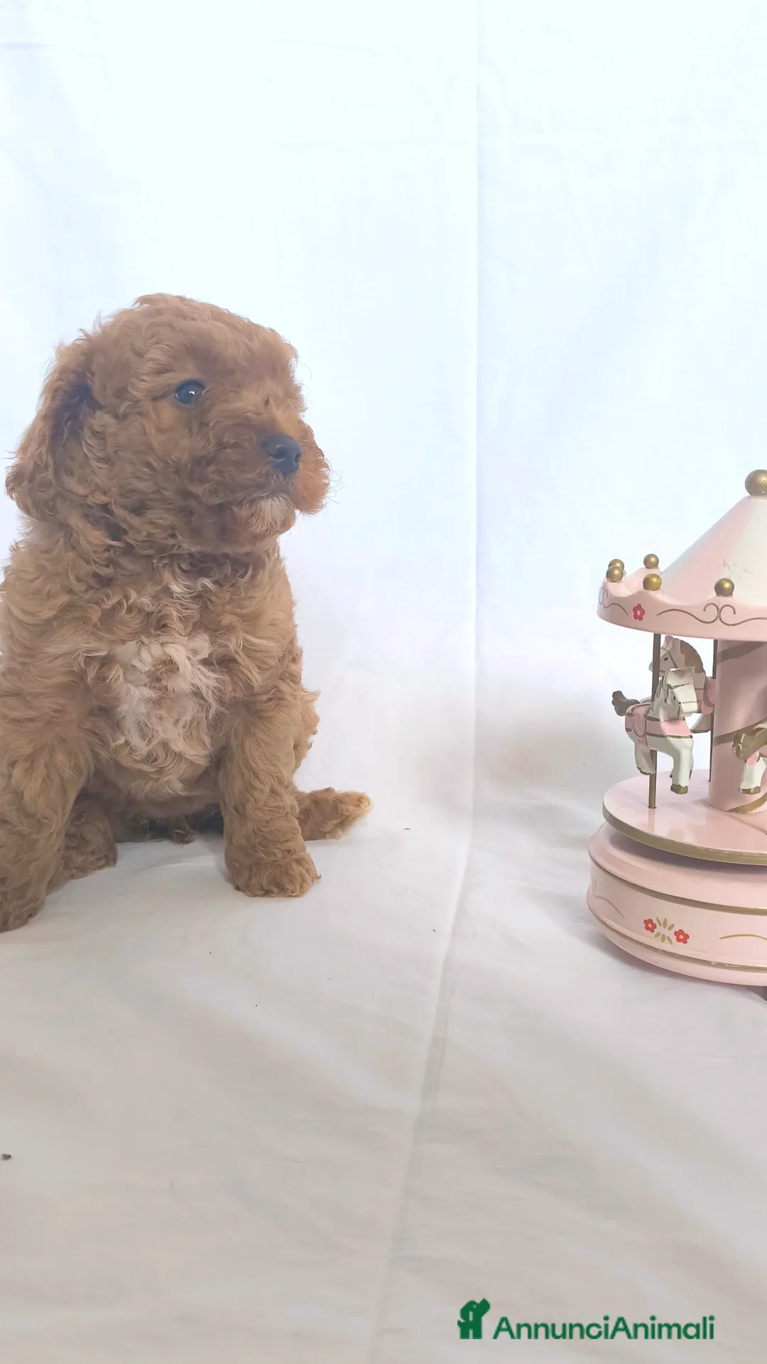Barboncino cani in vendita: Sani e Deliziosi Barboncini - Annuncio 3
